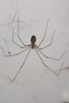 Holocnemus pluchei