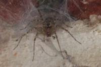 Tegenaria