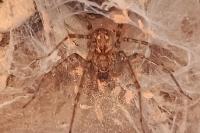 Tegenaria