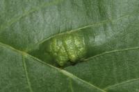 Aceria erinea