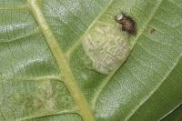 Aceria erinea