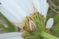 Runcinia grammica