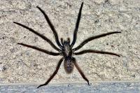 Segestria florentina
