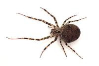 Metellina merianae