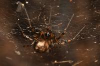 Labulla thoracica