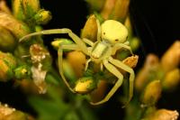 Misumena vatia