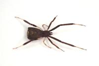 Episinus truncatus