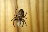 Nuctenea umbratica