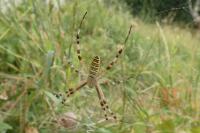 Argiope bruennichi