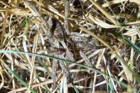 Hogna radiata