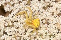 Thomisus onustus