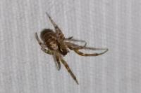Zygiella x-notata