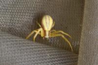 Runcinia grammica