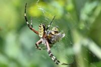 Argiope bruennichi