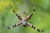Argiope bruennichi