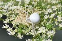 Misumena vatia
