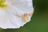 Runcinia grammica