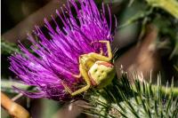 Misumena vatia