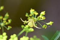 Misumena vatia