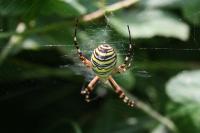 Argiope bruennichi