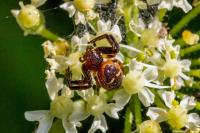 Synema globosum