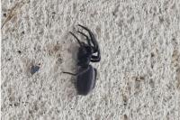 Segestria florentina