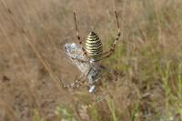 Argiope bruennichi