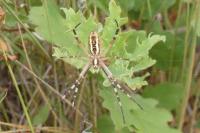 Argiope bruennichi