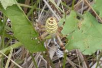 Argiope bruennichi