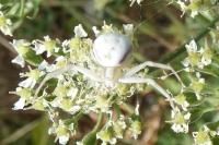 Misumena vatia