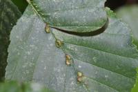 Eriophyes inangulis
