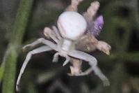 Misumena vatia
