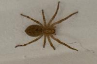 Zoropsis spinimana