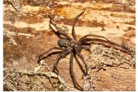 Eratigena