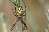 Argiope bruennichi