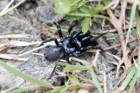 Atypus affinis