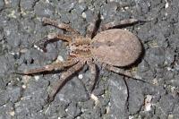 Zoropsis spinimana