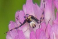 Misumena vatia