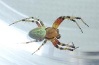 Araniella cucurbitina