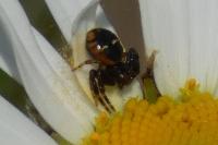 Synema globosum