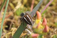 Philaeus chrysops