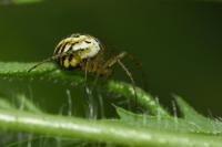 Mangora acalypha