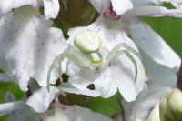 Misumena vatia