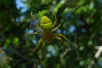 Araniella