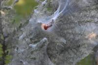 Tetranychus lintearius