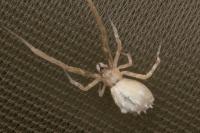 Uloborus walckenaerius