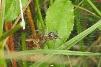 Agelena labyrinthica