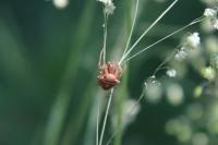 Gibbaranea bituberculata
