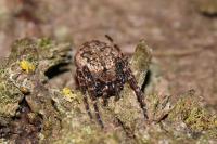 Nuctenea umbratica