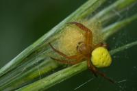 Araniella